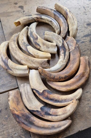 warthog-ivory
